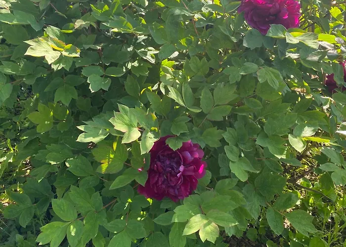 Ca D Andrea * بانيوني